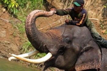 Patroli Gajah