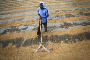 Pengadaan Pangan Bulog Surakarta Capai 2.171 Ton 