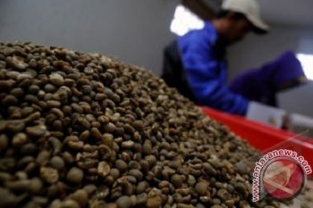Harga Kopi Luwak Bali Capai Rp60.000/Kg