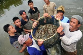 Petambak Didorong Budidayakan Udang di Bekas Lahan Rob