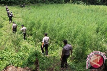 BNN Aceh tanam jagung pengganti ganja