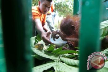 BKSDA: Pelihara Orangutan Diancam Sanksi Pidana