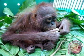 BKSDA Terima Anak Orangutan Peliharaan Warga Seruyan