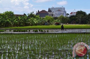 Lahan Pertanian Surabaya Berkurang
