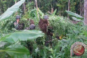 Warga PNG ditetapkan jadi tersangka kepemilikan ganja