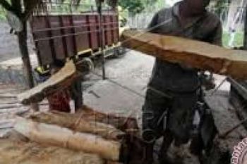 3,03 Persen dari 594.433 Hektare Lahan Inhil Ditanami Pohon Sagu