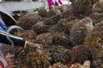 Harga TBS Sawit Riau Naik Jadi Rp1.690,98 per Kg