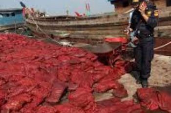 Aturannya Tak Boleh Masuk Dumai, 98,4 Ton Bawang Merah Dimusnahkan