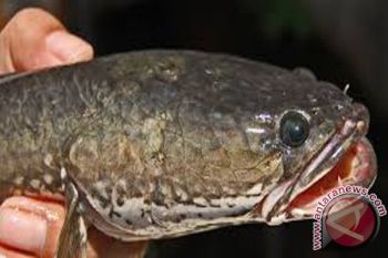 Peneliti ITS Manfaatkan Ikan Gabus Obat Diabetes
