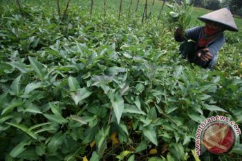 Harga Kangkung Naik