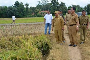 Mentan akan Panen Raya di Lampung Tengah