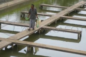 Cuaca Buruk, Nelayan Bisa Budi Daya Ikan Tawar