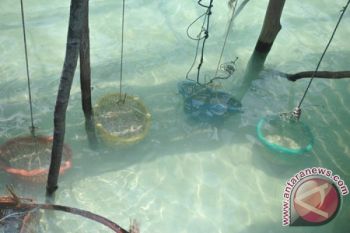 Keong Isap Sumber Mata Pencarian Baru