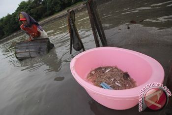 Mencari Udang