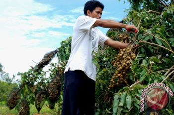 Pemkab Barito Utara Kembangkan  Kawasan Agrowisata 