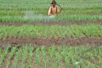 Baiknya, Petani Brebes GiliranTanam Bawang 