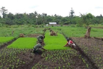 Babinsa Koramil Warbah bantu petani tanam padi