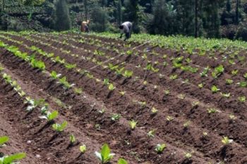 Petani Lereng Sumbing Mulai Tanam Tembakau
