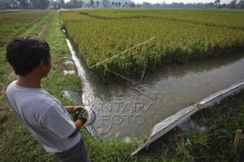 Tingkatkan Produksi Perikanan, Pengembangan Minapadi Terus Didorong