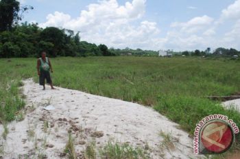 Dua Hektare Sawah Gagal Panen Tertutup Pasir 