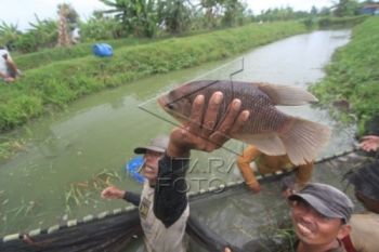 Tingkatkan SDM, Pembudidaya Ikan Belajar di Daerah Lain