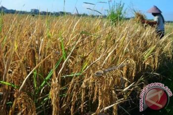 Pemkot Makassar canangkan cetak sawah di Lorong 