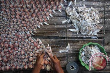 Mahasiswa UB Tekan Biaya Pakan Ikan dengan "MAHIR"