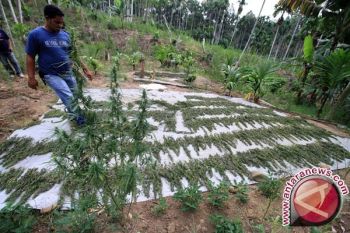 Polres Aceh Besar Amankan 1 Ton Ganja
