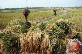 Target Produksi Padi Bojonegoro Bisa Terganggu