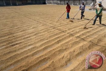 Pemkab Pekalongan Optimistis Target Produksi Gabah Terlampui