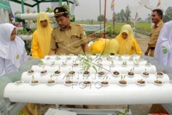 SMKN 1 Temanggung Budidayakan Tanaman Hidroponik