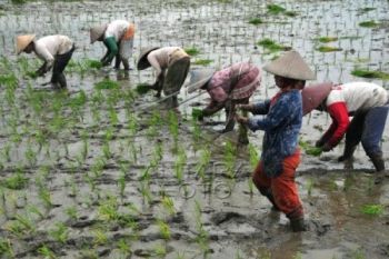 Jateng Atasi Faktor Penghambat Kedaulatan Pangan
