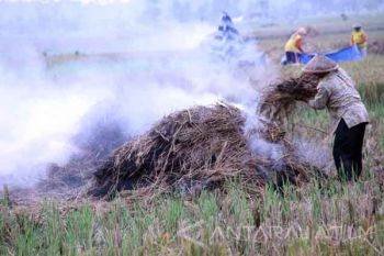 Membakar Jerami Sisa Panen