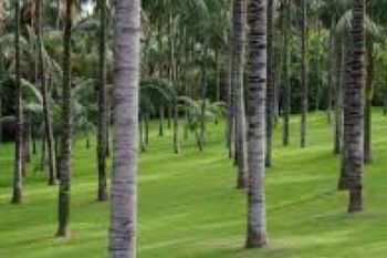 Bupati Inhil Larang Konversi Lahan Kelapa Menjadi Kebun Sawit