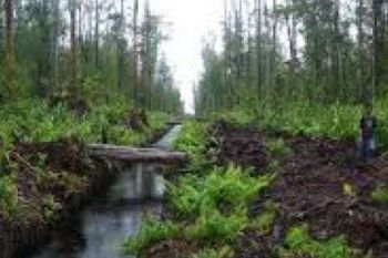 BMKG: Lahan Gambut Di Riau Masih Aman Dari Kebakaran