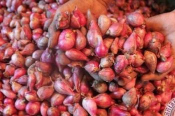Kembali BC Dumai Sita 10 Ton Bawang Merah Asal Malaysia