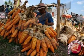 BPS NTB: harga jagung sudah lebih baik 