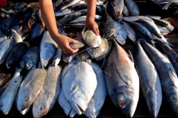 Program Gemar Makan Ikan Perlu Perencanaan Menyeluruh 