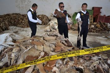 Impor Kulit Sapi Ilegal