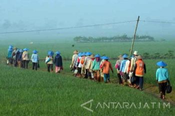 Dinas Pertanian Bojonegoro Berencana Ajukan Alokasi Pupuk