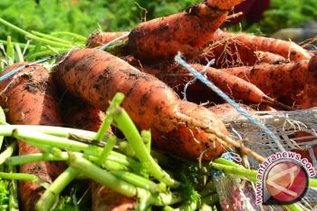 Wow...harga wortel di Jayapura Rp75.000 per kg