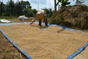 Panen Petani Kabupaten Semarang Anjlok