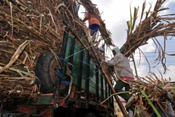 Kesejahteraan Menurun, Banyak Petani Tebu Pindah Komoditas Lain