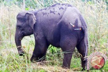 Gajah ngamuk tewaskan seorang dokter hewan wonogiri