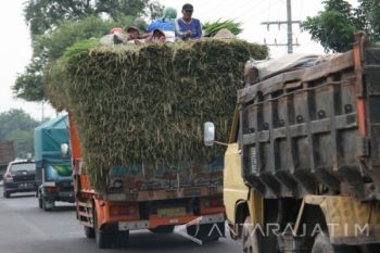 Truck Bermuatan Padi Membahayakan