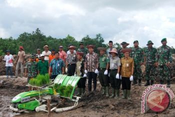 Bupati Barito Utara Tanam Padi Dengan Transplanter