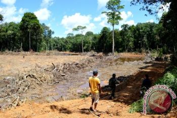 Wow! Kotim Rencanakan Cetak Sawah 2.000 Hektare Di 2017