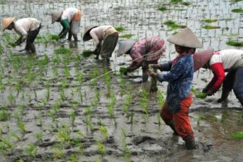 Kondisi Ketahanan Pangan di Jateng Baik
