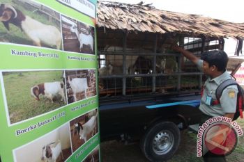 POTENSI PETERNAK KAMBING BOERKA