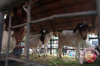 POTENSI PETERNAK KAMBING BOERKA